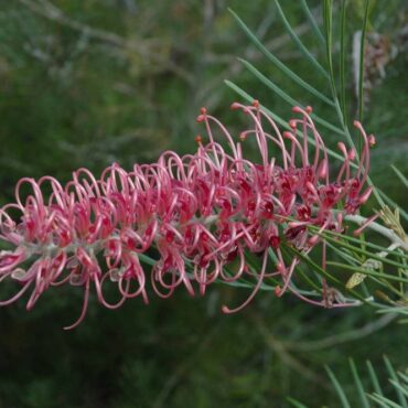 Grevillea Cupids Dream 0