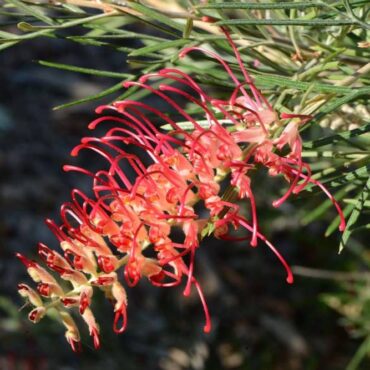 Grevillea RSL Spirit of Anzac 0