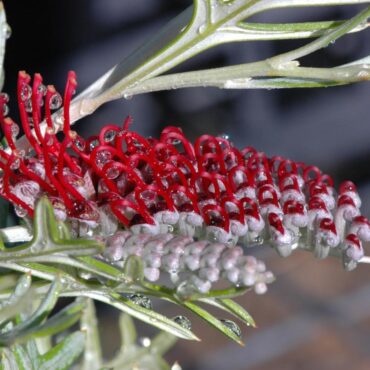 Grevillea Red Coral 0