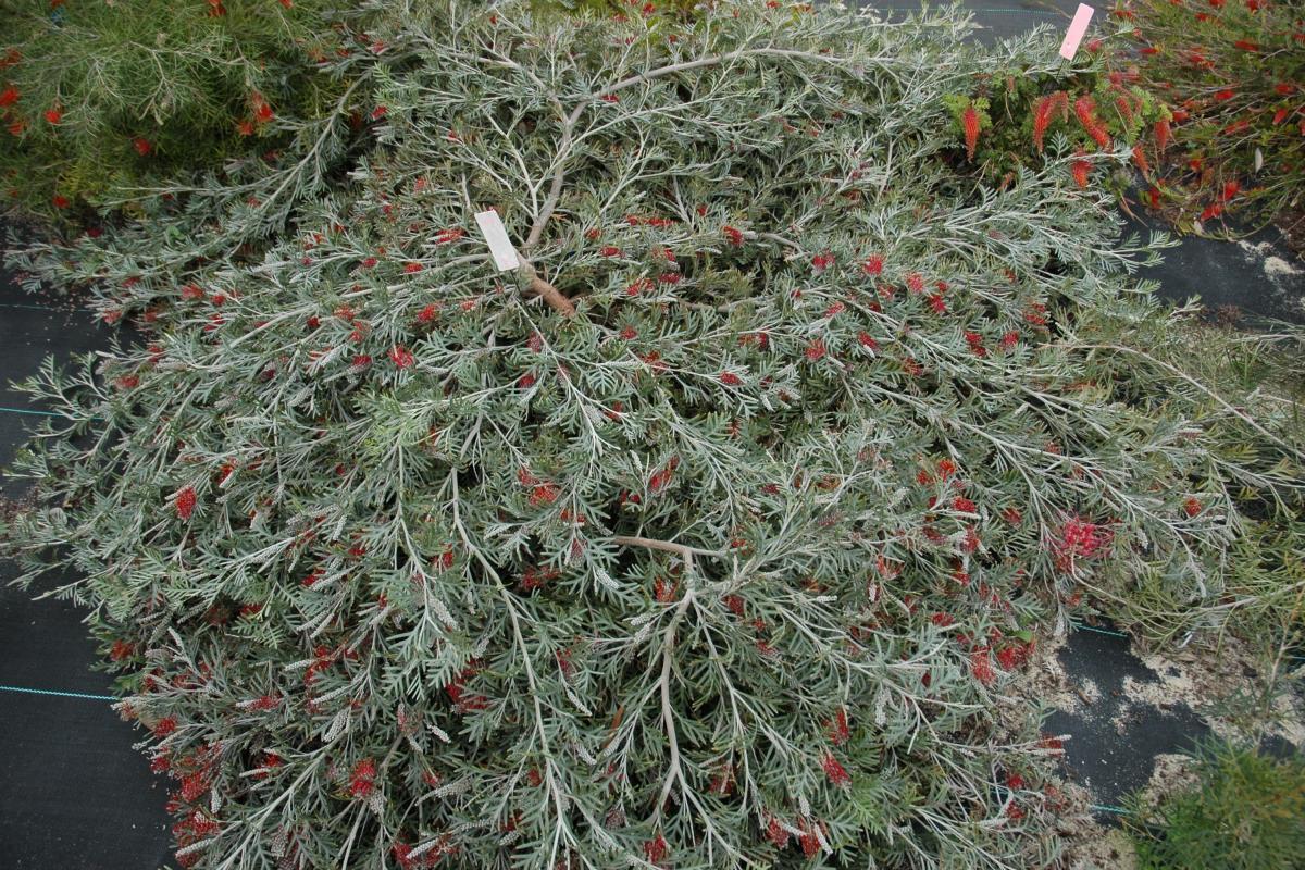 Grevillea Red Coral 1