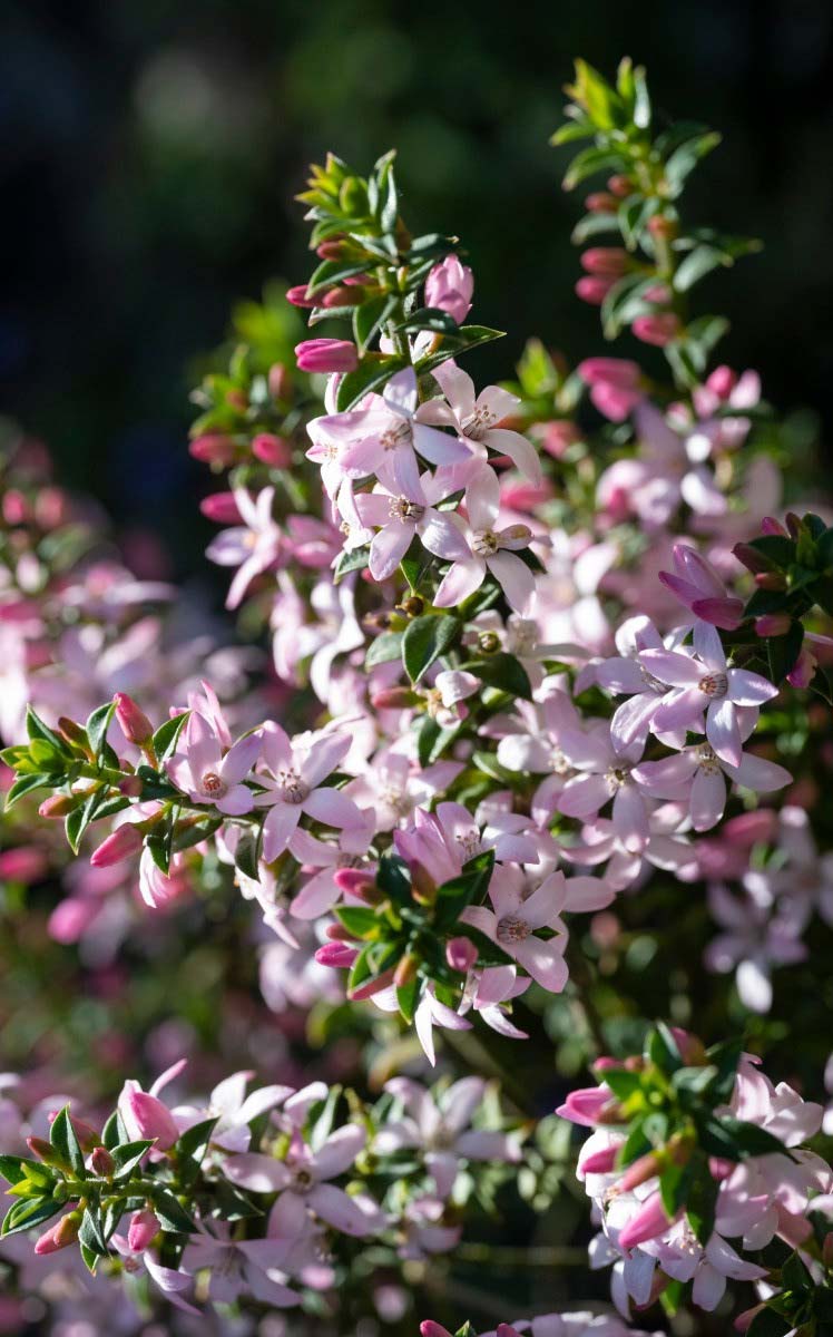 Philotheca buxifolia Cascade of Stars 0