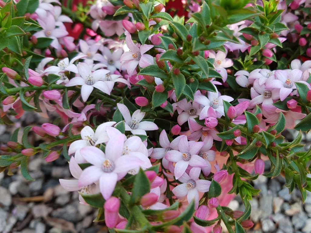 Philotheca buxifolia Cascade of Stars 1