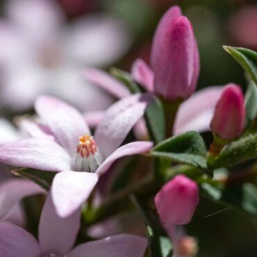Philotheca buxifolia Cascade of Stars 2