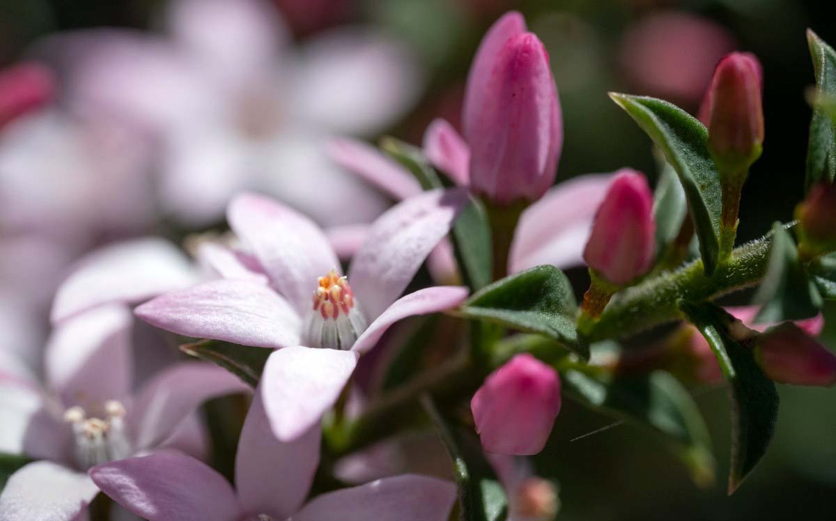 Philotheca buxifolia Cascade of Stars 2