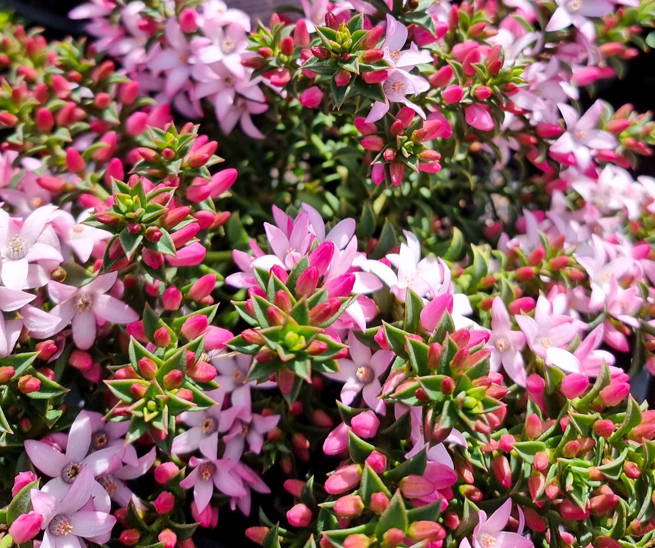 Philotheca buxifolia Cascade of Stars 3