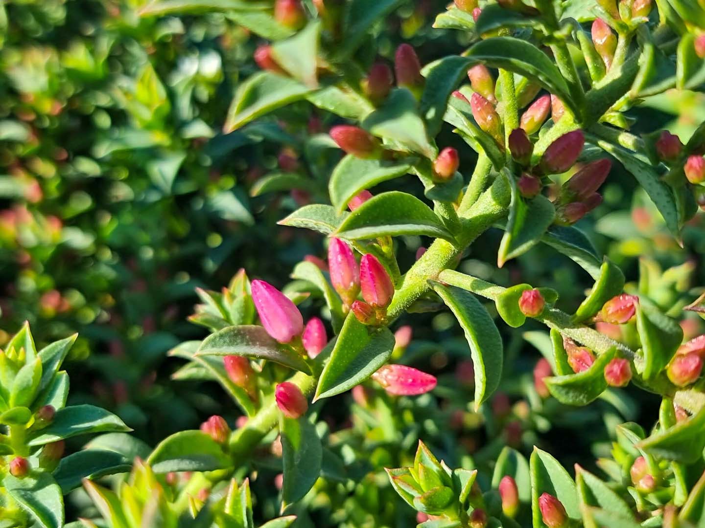 Philotheca buxifolia Cascade of Stars 4
