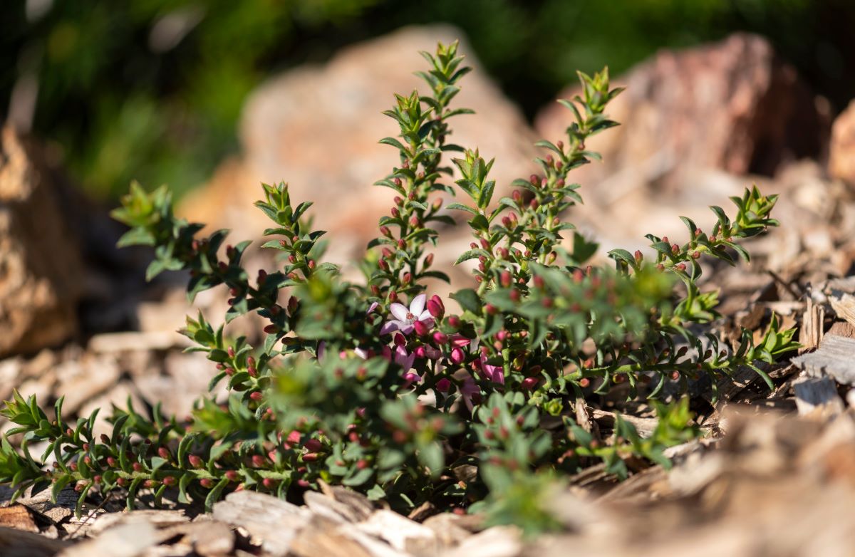 Philotheca buxifolia Cascade of Stars 5