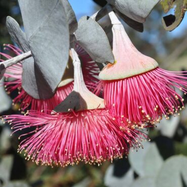 Eucalyptus Rhodantha 3