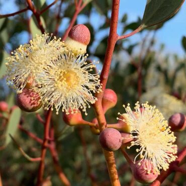 Eucalyptus Websteriana 0