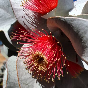 Eucalyptus macrocarpa ssp elachantha 5