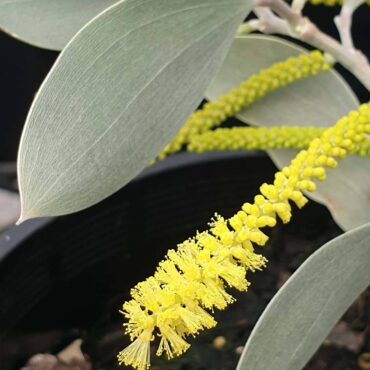 Acacia binervia ‘Sterling Silver’ 2