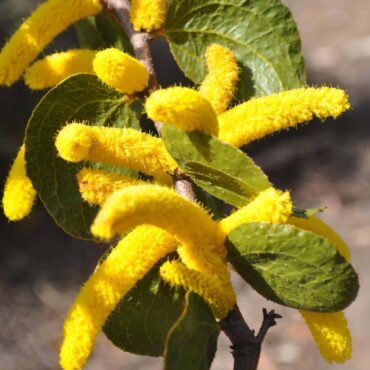 Acacia denticulosa 0