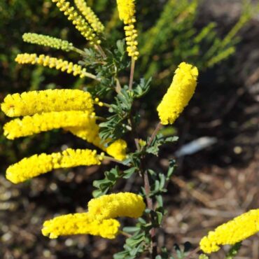 Acacia drummondii ssp elegans 0