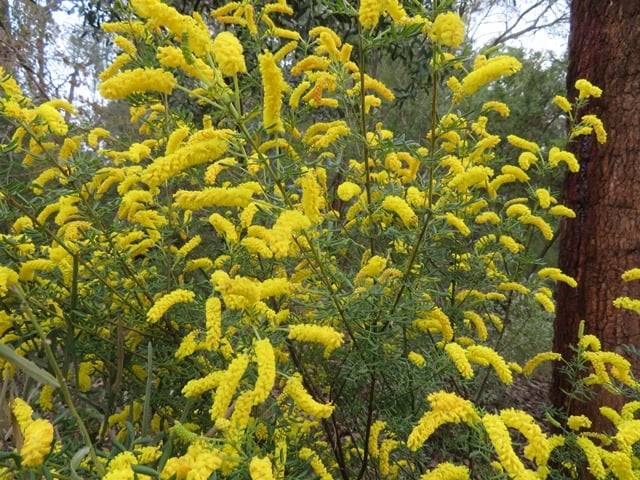 Acacia drummondii ssp elegans 1