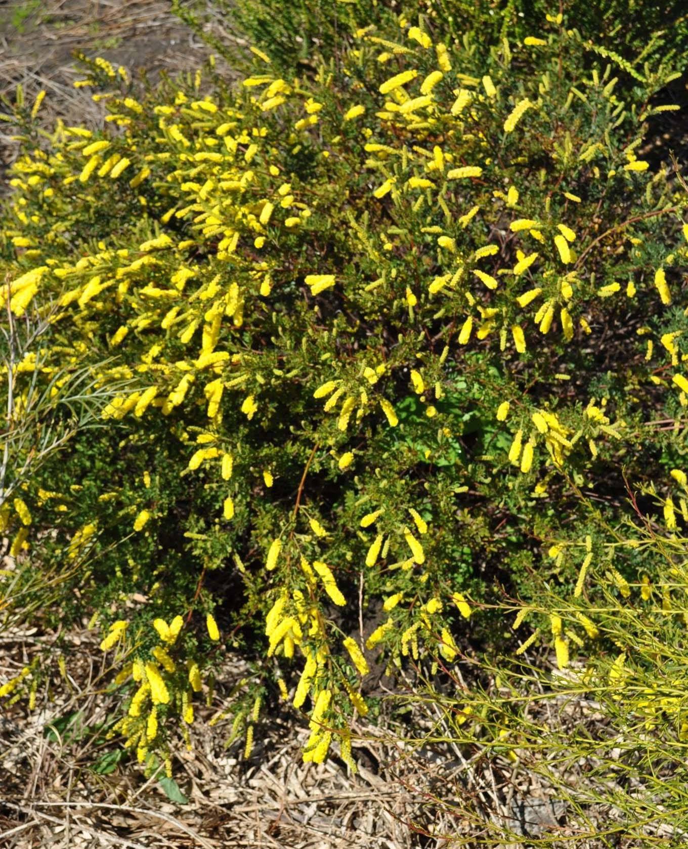 Acacia drummondii ssp elegans 2