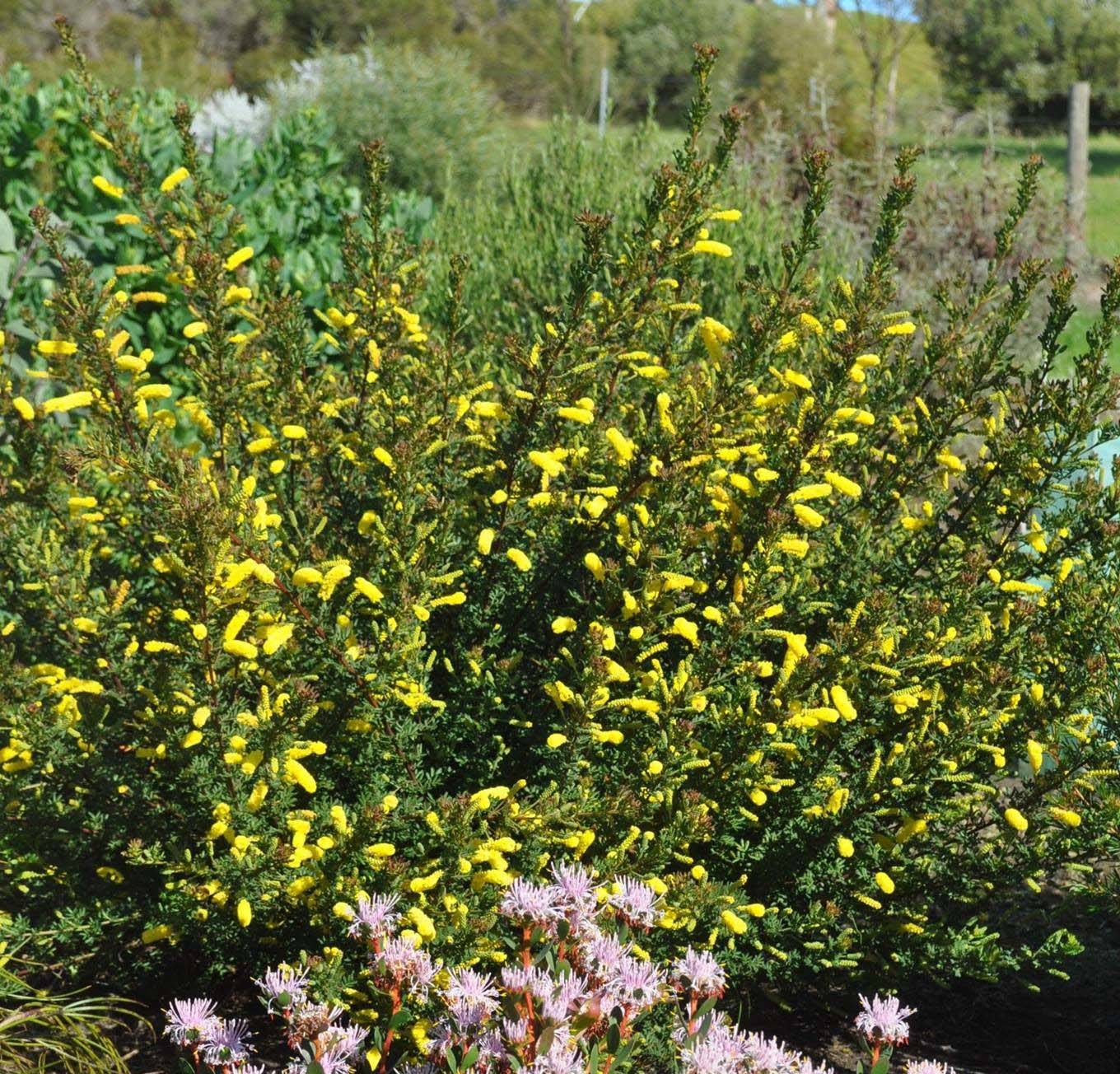 Acacia drummondii ssp elegans 3