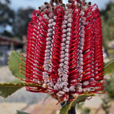 Banksia coccinea 0