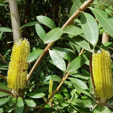 Banksia integrifolia New Dawn 0
