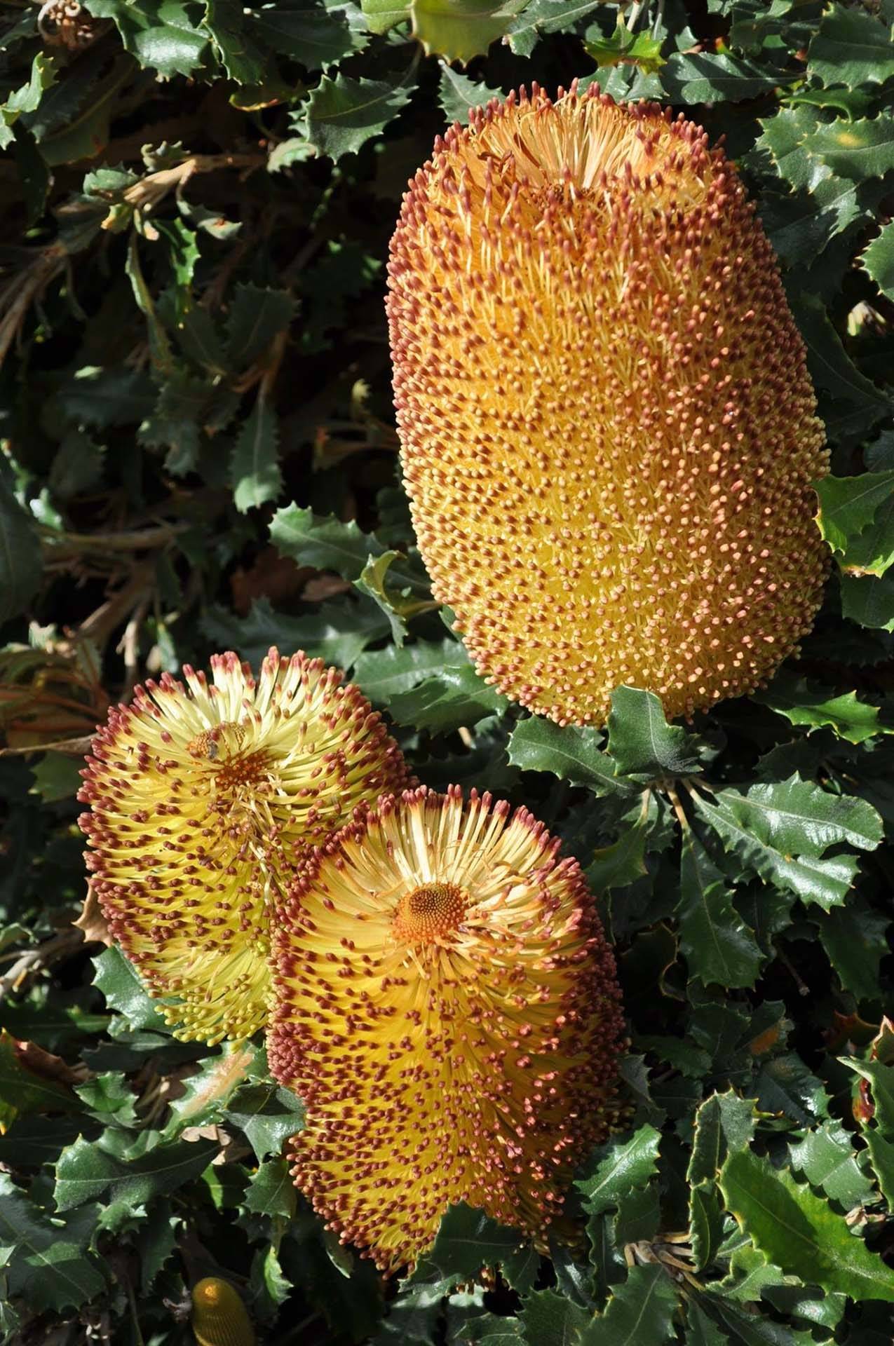 Banksia media dwarf 0