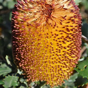 Banksia media dwarf 1