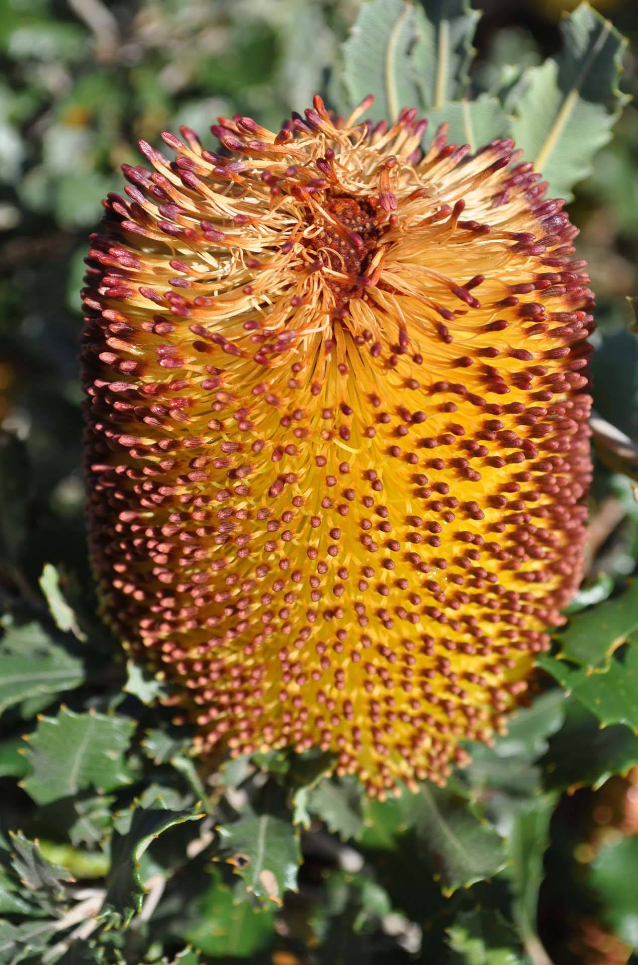 Banksia media dwarf 1