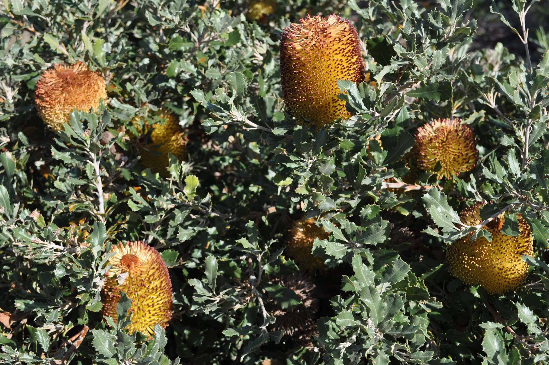 Banksia media dwarf 3
