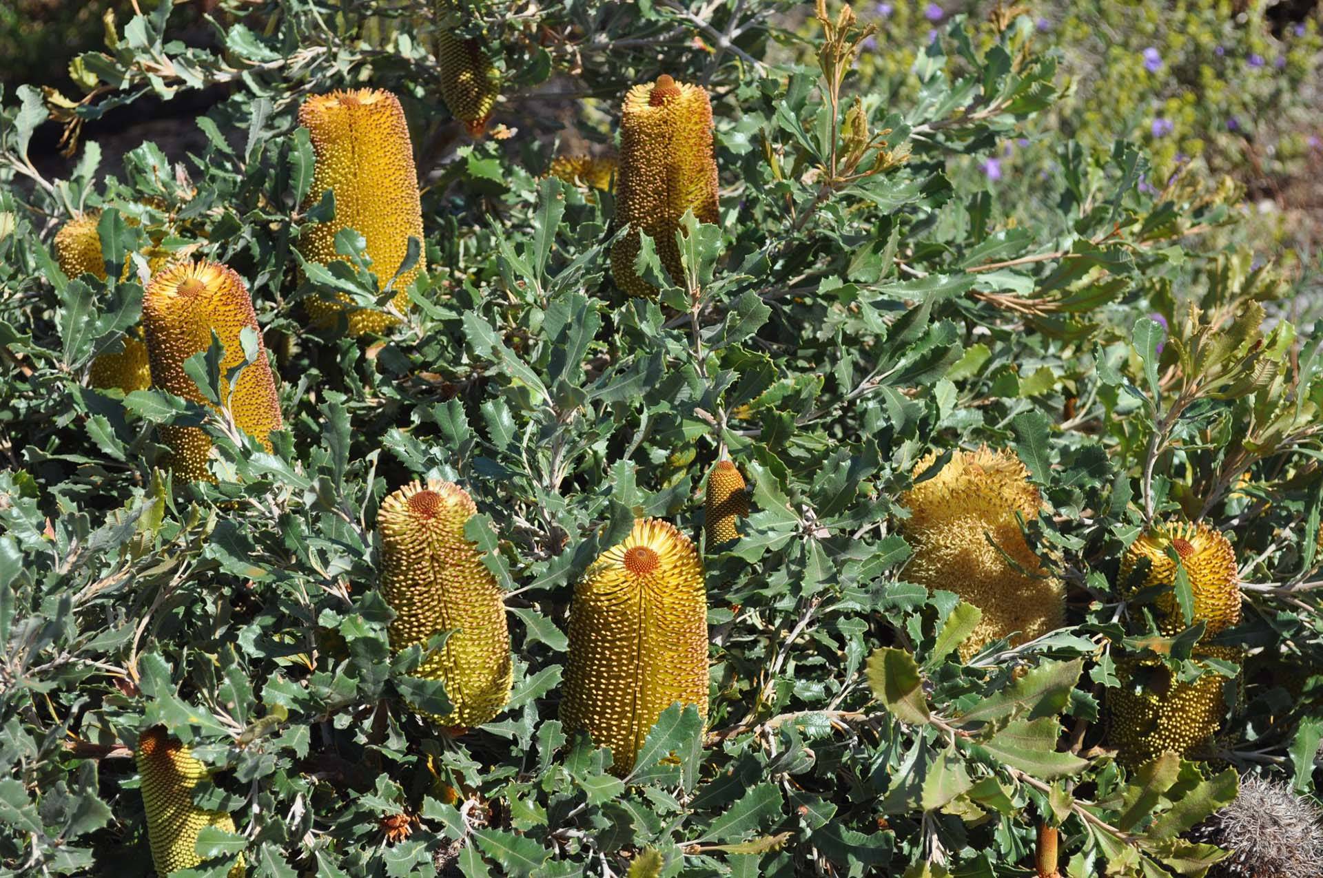 Banksia media dwarf 4