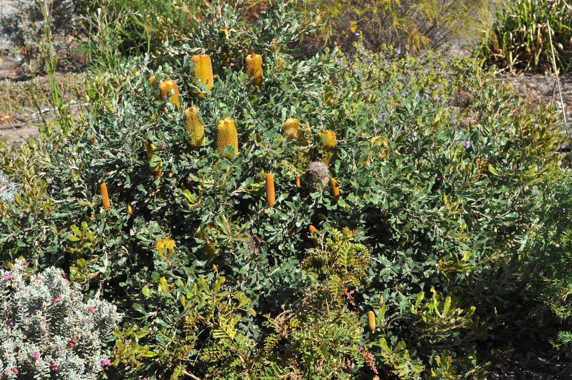 Banksia media dwarf 5