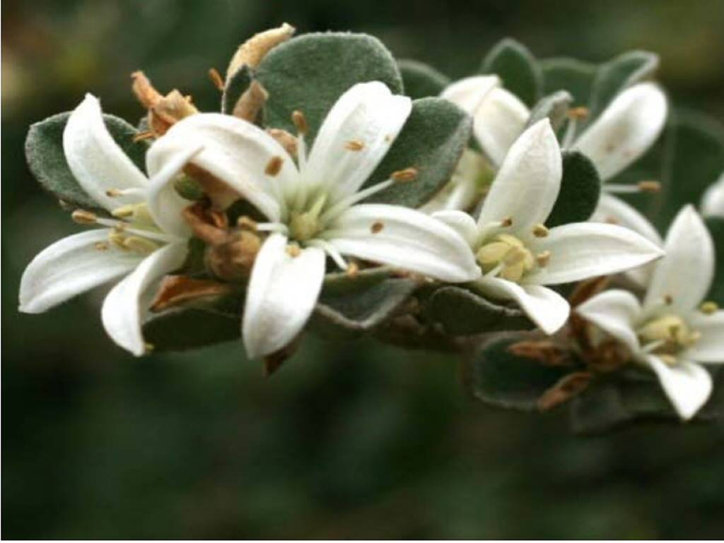 Correa alba dwarf 0