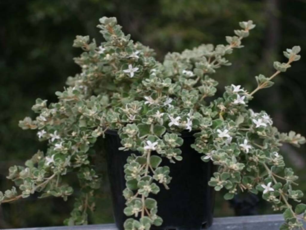 Correa alba dwarf 2