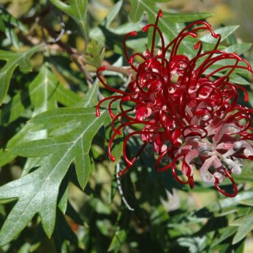 Grevillea ‘Cherry Moon’ PBR 0