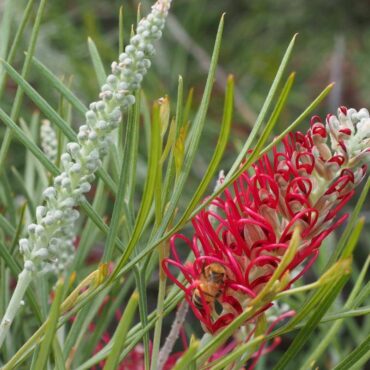 Grevillea ‘Karijini Moon’ PBR 0