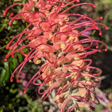 Grevillea ‘Pink Profusion’ PBR 2