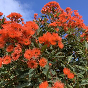 Corymbia ficifolia ‘Beeliar Orange’ 6