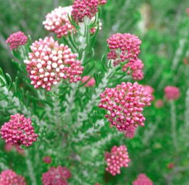 Ozothamnus rosmarinifolious ’Silver Jubilee’ 0