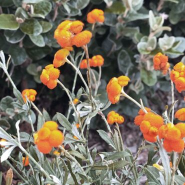 Everlasting Daisy – Cate's Orange (Chrysocephalum apiculatum ‘Cate’s Orange’)