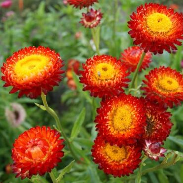Red Strawflower (Xerochrysum bracteatum ‘Copper Red’)
