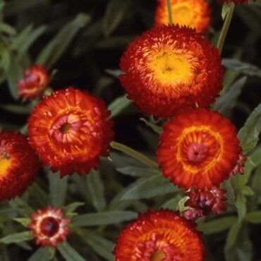 Scarlet Strawflower (Xerochrysum bracteatum ‘Dark Scarlet’)