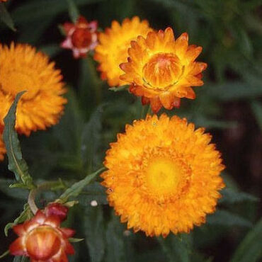 Golden Strawflower (Xerochrysum bracteatum ‘Golden Yellow’)