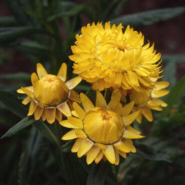 Yellow Strawflower (Xerochrysum bracteatum ‘Lemon Yellow’)