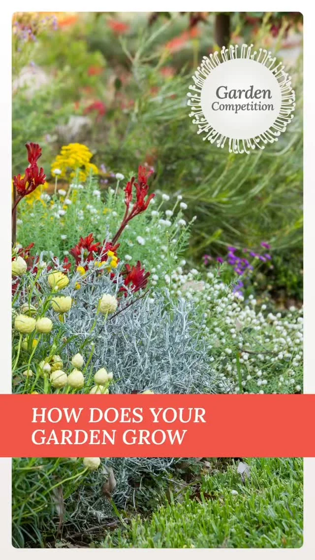 Australian Native Plants Online - Native Plant Project - Tubestock Plants